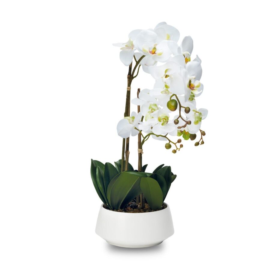 orchidea vaso bianco