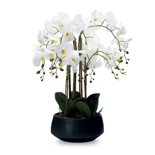 orchidea vaso nero