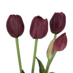 Fascio di 5 Tulipani purple - immagine 2