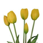 Fascio di 5 Tulipani yellow - immagine 2