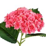 ramo ortensia fuxia - immagine 2